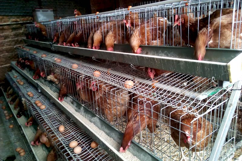 Carmel de Kigali - les poules